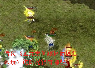 传奇飞龙元素仙踪林新区怎么玩?进阶秘籍有哪些? 传奇飞龙元素仙踪林新区怎么玩?进阶秘籍有哪些?